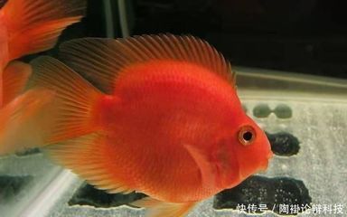 龍魚可以用土霉素嗎：土霉素可以治療龍魚的多種細菌性疾病嗎？