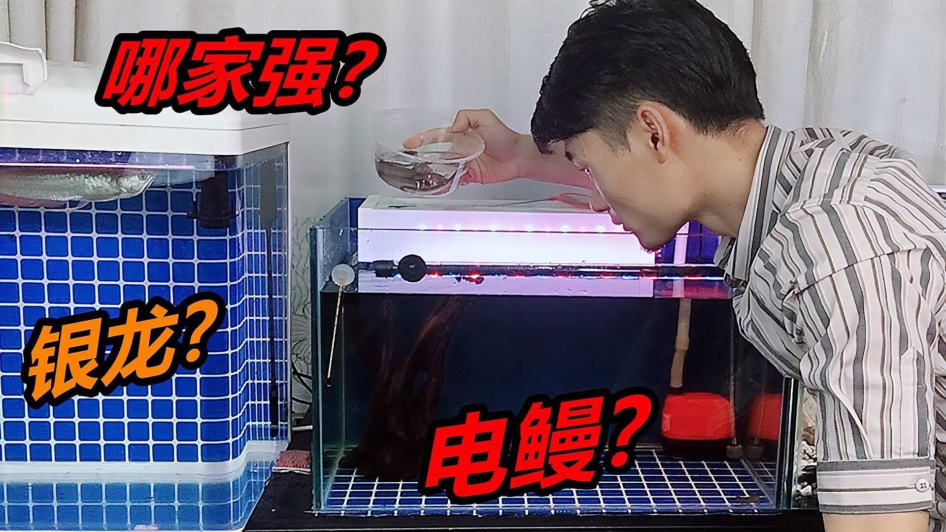 如何區(qū)分銀龍魚的變種？