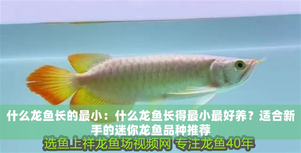 什么龍魚長的最小：什么龍魚長得最小最好養？適合新手的迷你龍魚品種推薦