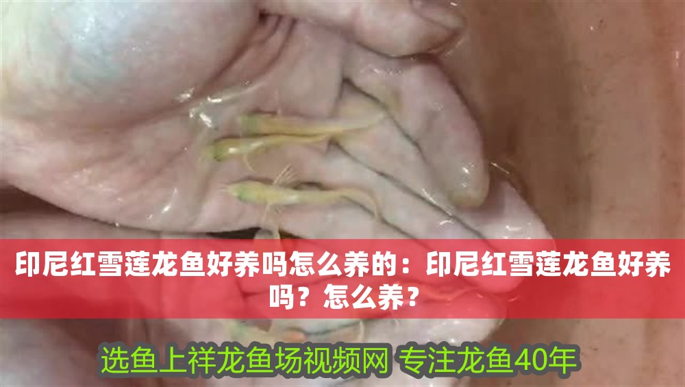 印尼紅雪蓮龍魚好養嗎怎么養的：印尼紅雪蓮龍魚好養嗎？怎么養？
