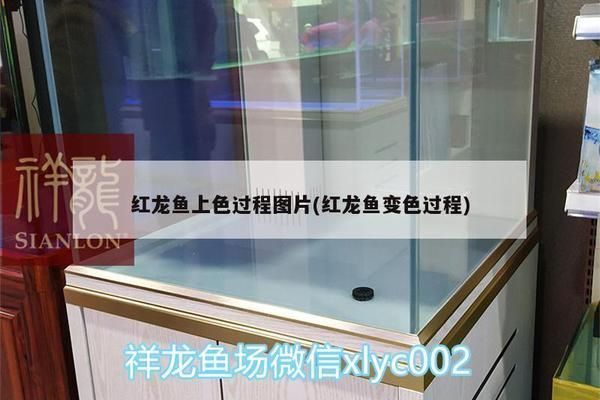 紅龍魚的發色過程是什么（如何通過飲食改善紅龍魚發色）