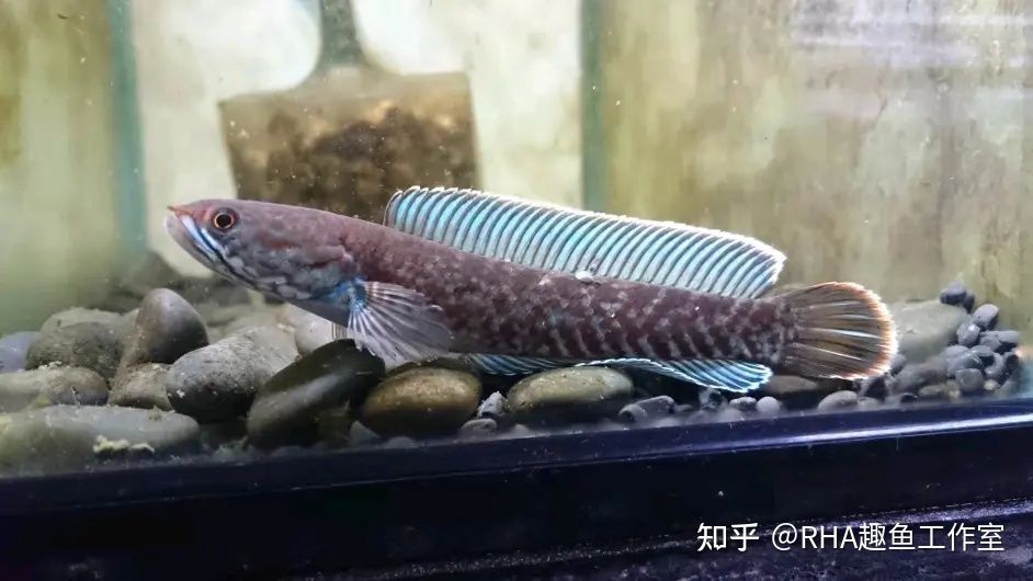 奶茶雷龍魚怎么養發色好看：奶茶雷龍魚的飼養方法