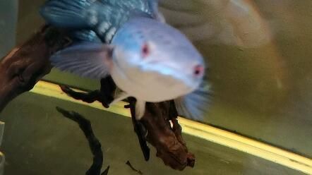 奶茶雷龍魚怎么養發色好看：奶茶雷龍魚的飼養方法