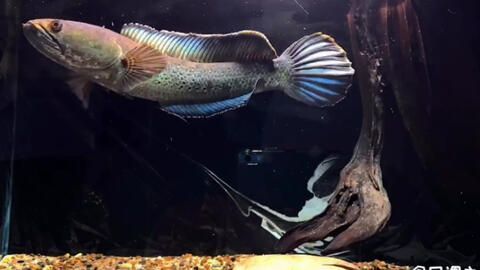 奶茶雷龍魚怎么養發色好看：奶茶雷龍魚的飼養方法