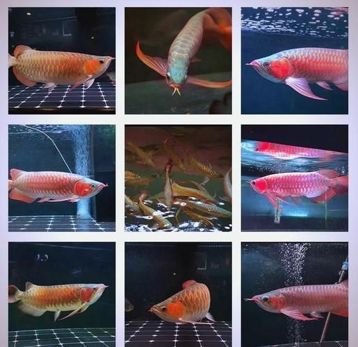 龍魚蒙眼最怕三個東西圖片