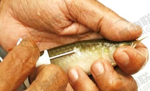 金龍魚芯片證書是什么樣的