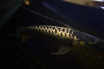 龍魚鱗片發黑是由于多種原因引起的，龍魚鱗片發黑的原因是什么：龍魚鱗片發黑怎么辦