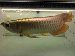 哪里有金龍魚苗賣：金龍魚苗專業養護指南，
