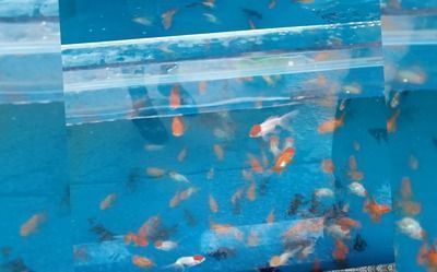 廣州哪里買龍魚最便宜的：廣州哪里買龍魚最便宜？全面解析龍魚購買攻略