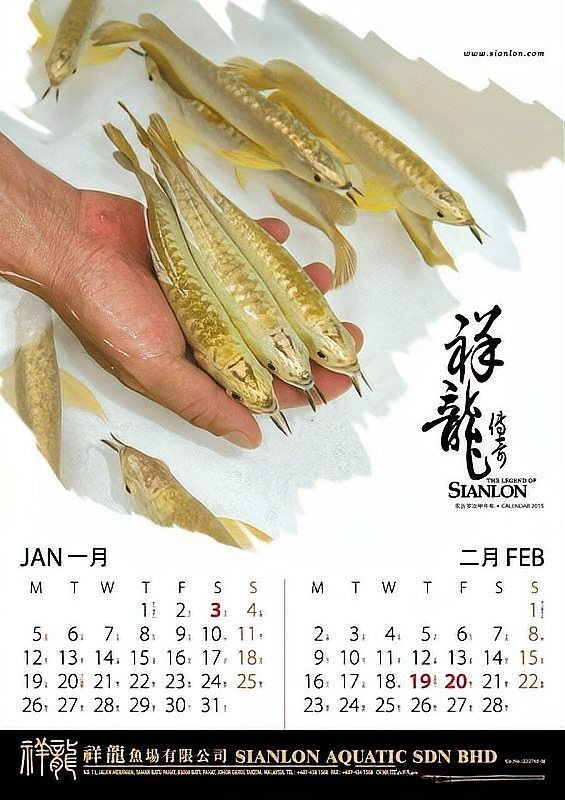龍魚七彩混養