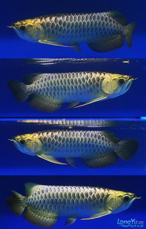 金龍魚藍色背景圖