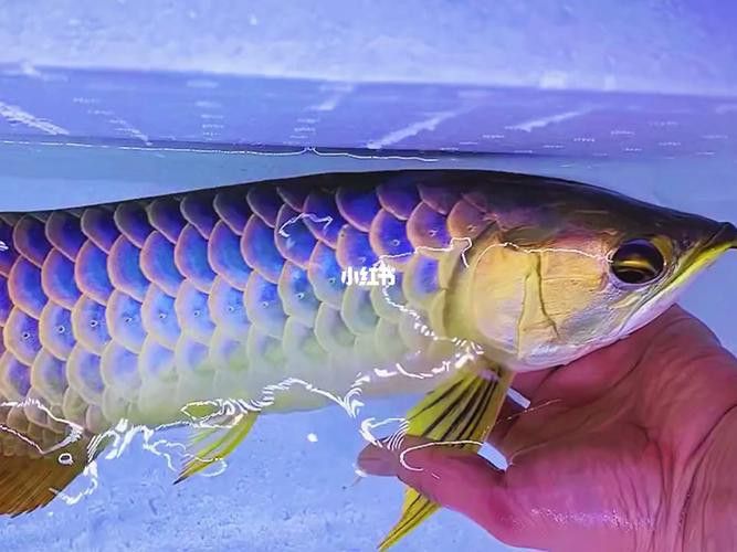 金龍魚藍色背景圖