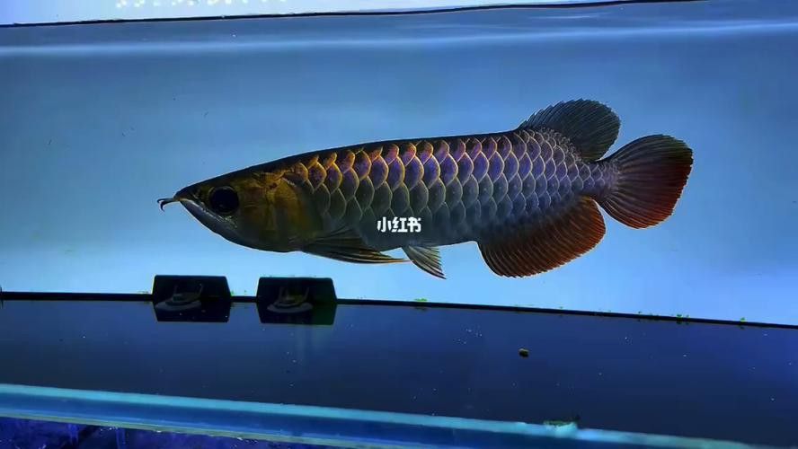 金龍魚藍色背景圖