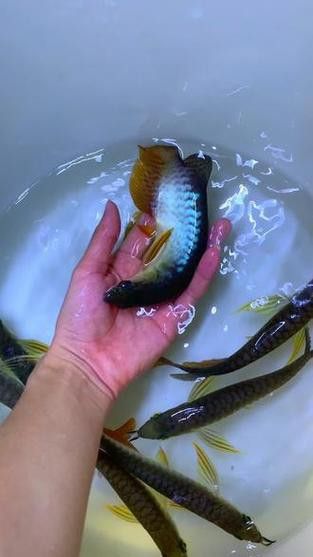 金龍魚藍色背景圖