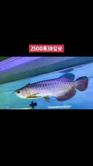 金龍魚藍色背景圖