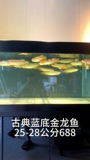 金龍魚藍色背景圖
