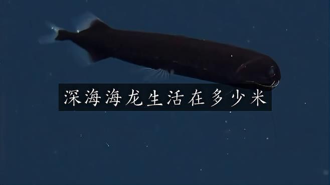 深海龍魚的圖片大全大圖