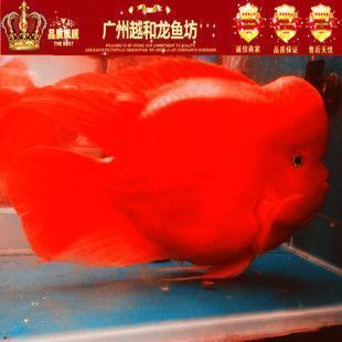 如何麻醉龍魚魚苗：如何為龍魚魚苗進行有效的麻醉處理 如何麻醉龍魚魚苗：如何為龍魚魚苗進行有效的麻醉處理 龍魚百科 第2張