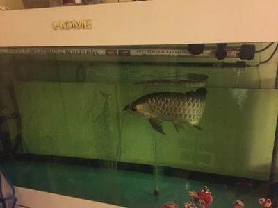 西安龍魚祥龍魚場（祥龍魚場-馬來西亞金龍(漁)魚場）