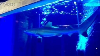 西安龍魚祥龍魚場（祥龍魚場-馬來西亞金龍(漁)魚場）