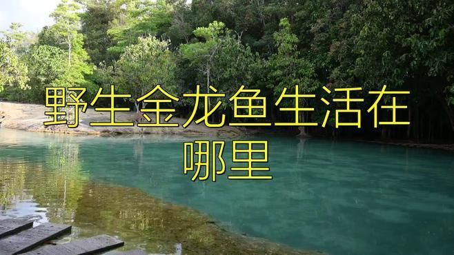 金龍的棲息地分布