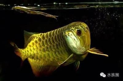 龍魚中毒后怎么救活：龍魚中毒后的急救方法