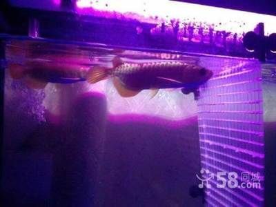 紅龍魚好養還是金龍魚好養：紅龍魚和金龍魚的養殖方式