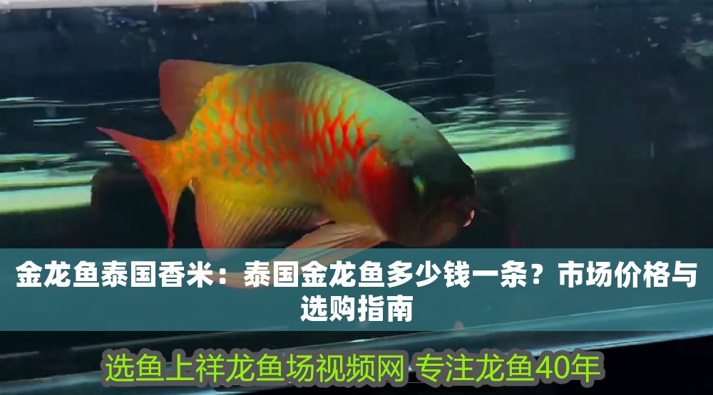 金龍魚泰國香米：泰國金龍魚多少錢一條？市場價格與選購指南