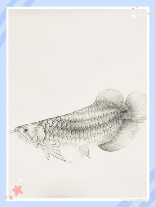龍魚繪畫圖片