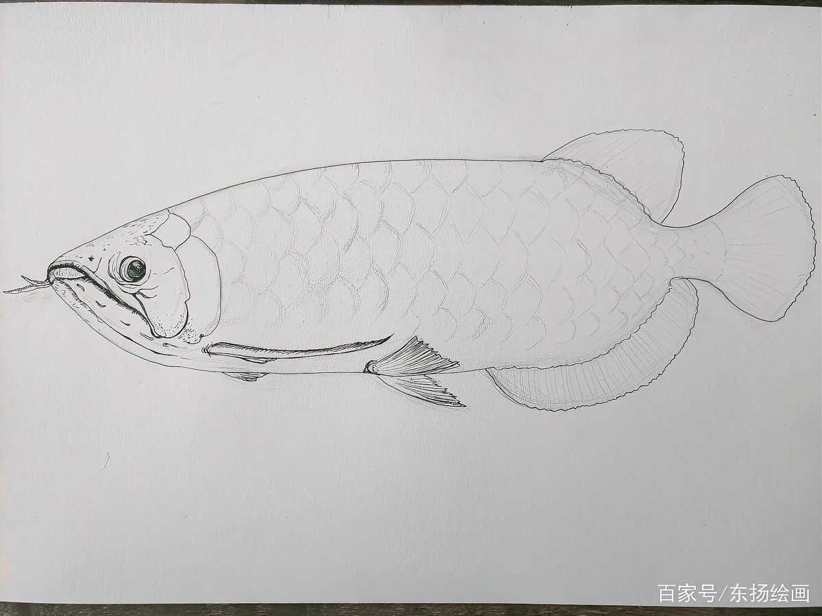 龍魚繪畫圖片