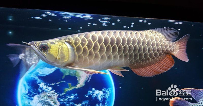 龍魚繪畫圖片