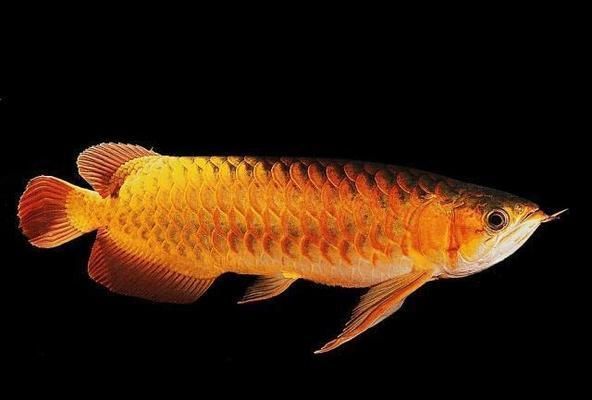 龍魚總撞魚缸是咋了：如何判斷龍魚是否受驚,龍魚混養(yǎng)的注意事項(xiàng)