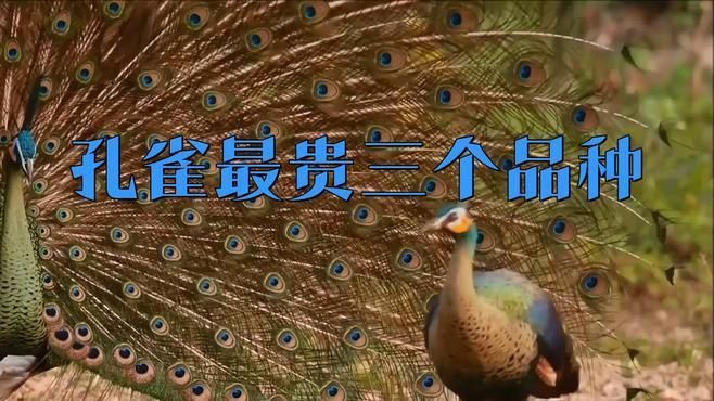 孔雀最貴三個(gè)顏色