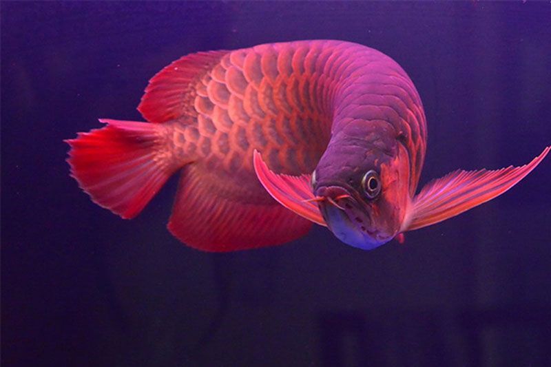 紅龍魚是橙紅色（紅龍魚的一些品種及其特點）