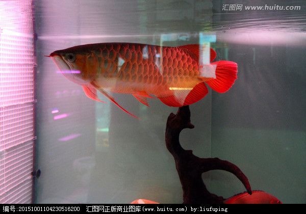 金魚和金龍魚能混養(yǎng)：探討金魚和金龍魚是否能混養(yǎng)之前，我們需要了解這兩種魚類的基本特性