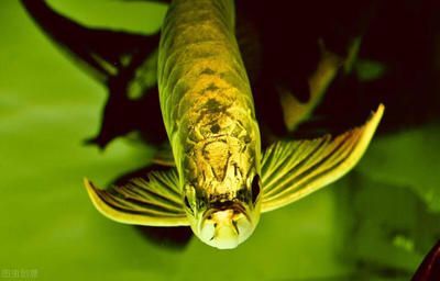 金魚和金龍魚能混養(yǎng)：探討金魚和金龍魚是否能混養(yǎng)之前，我們需要了解這兩種魚類的基本特性