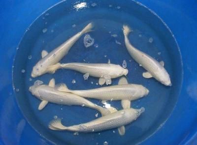 龍魚是熱帶魚么還是海魚：龍魚是熱帶淡水魚，而不是海魚