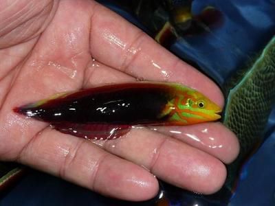 龍魚是熱帶魚么還是海魚：龍魚是熱帶淡水魚，而不是海魚