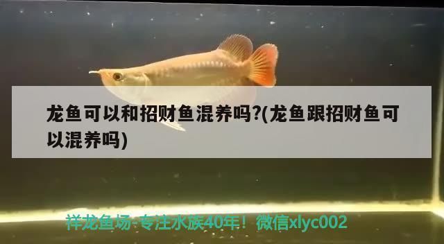 龍魚可以跟招財魚混養么嗎：龍魚和招財魚混養成功案例分享龍魚招財魚混養成功案例分享