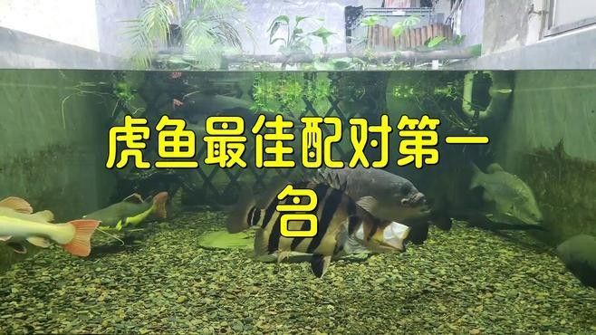 龍魚虎魚圖片大全高清