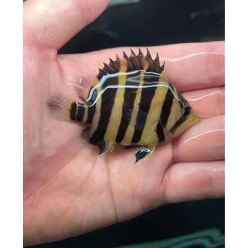 龍魚虎魚圖片大全高清