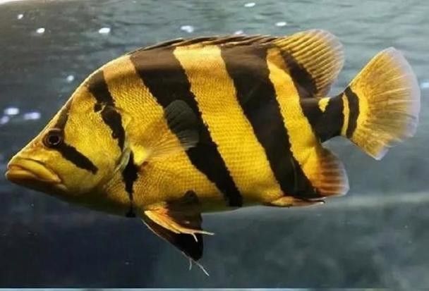 龍魚虎魚圖片大全高清