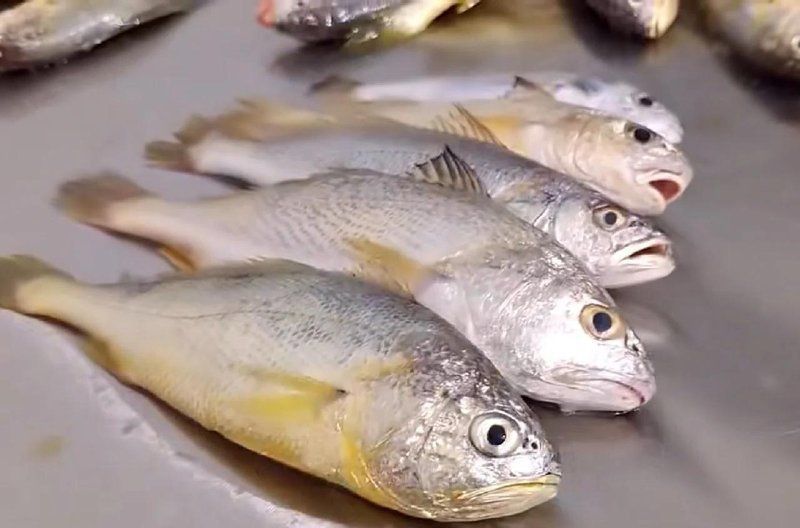 龍鳳魚和介子魚的區(qū)別