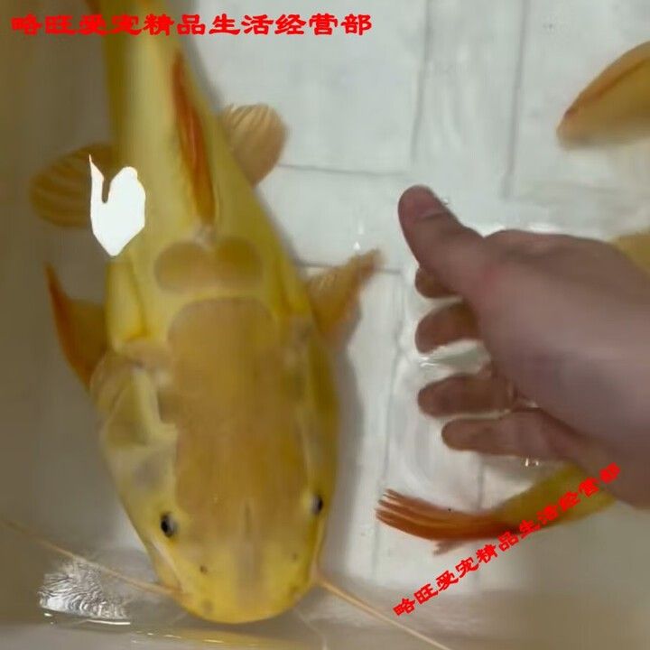 哪里可以買到正宗的金龍魚苗？