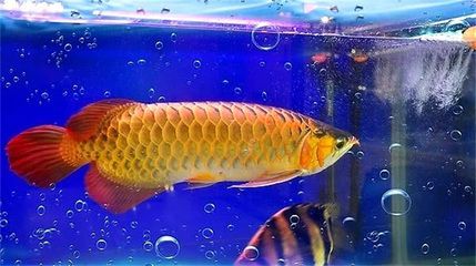 金龍魚吃什么最好養：金龍魚吃什么最好