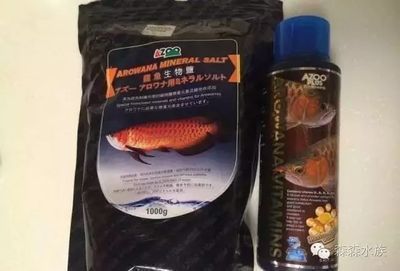怎么看紅龍魚的體型好壞（怎么看紅龍魚的體型好壞呢）