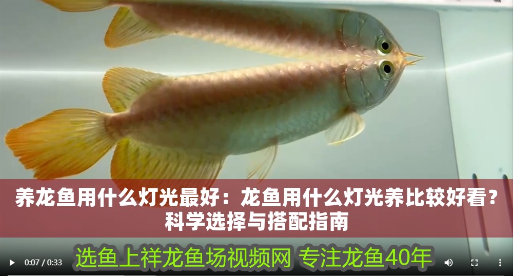 養龍魚用什么燈光最好：龍魚用什么燈光養比較好看？科學選擇與搭配指南