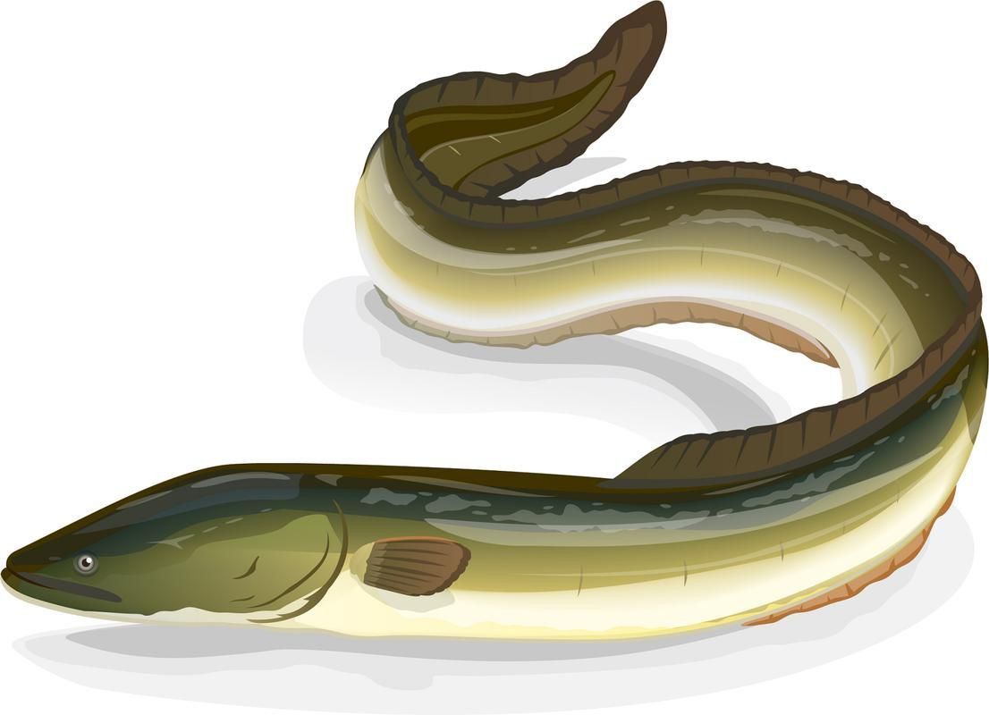 鰻魚身體結構示意圖