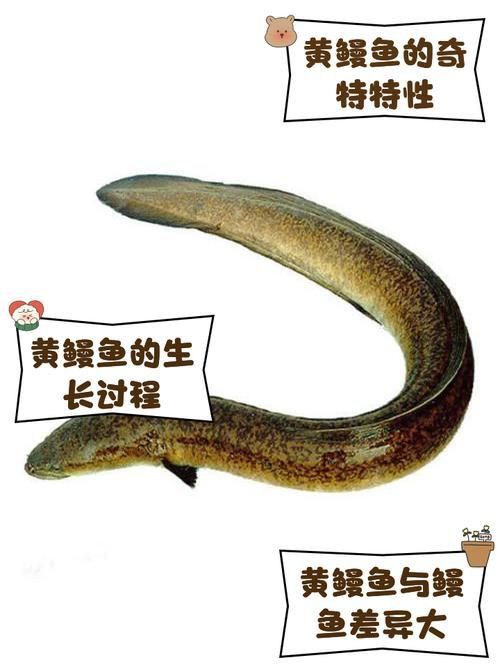 鰻魚身體結構示意圖