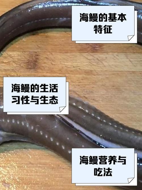 鰻魚身體結構示意圖